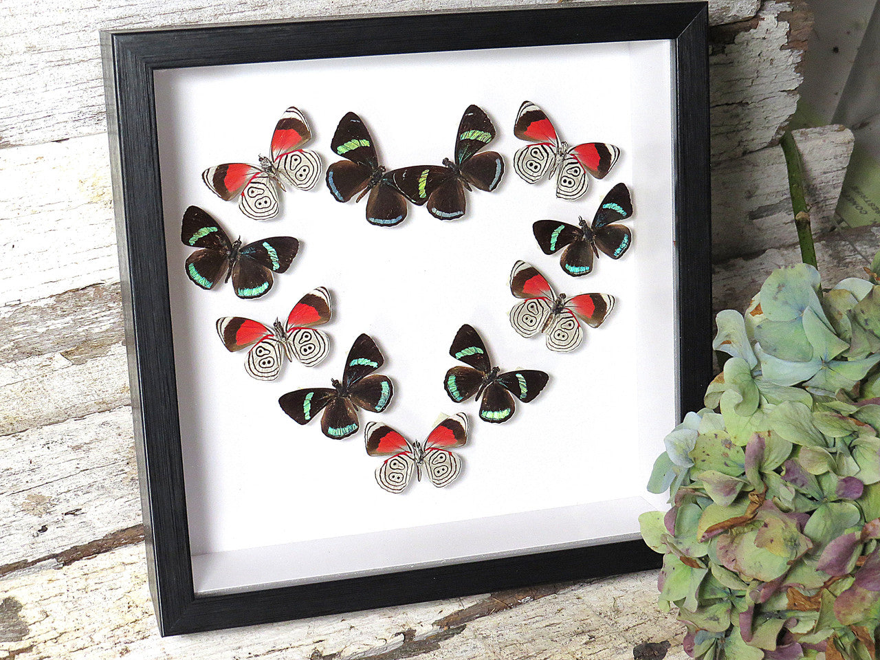 Callicore butterfly 