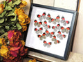 Callicore butterfly