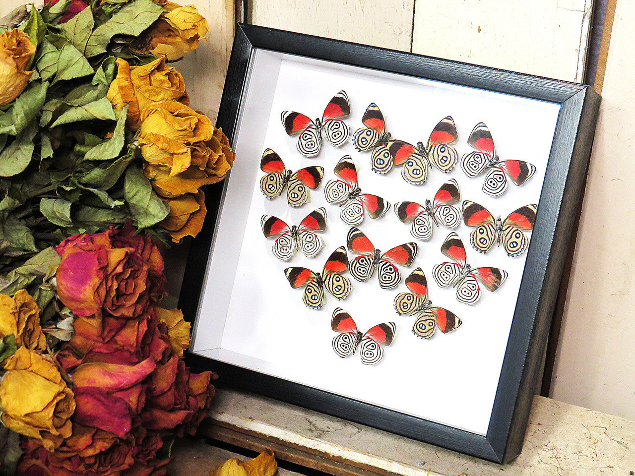 Callicore butterfly