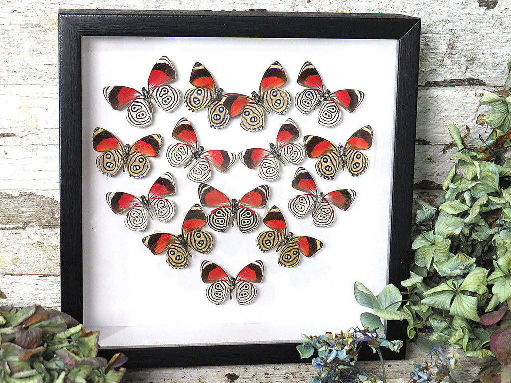 callicore butterfly 