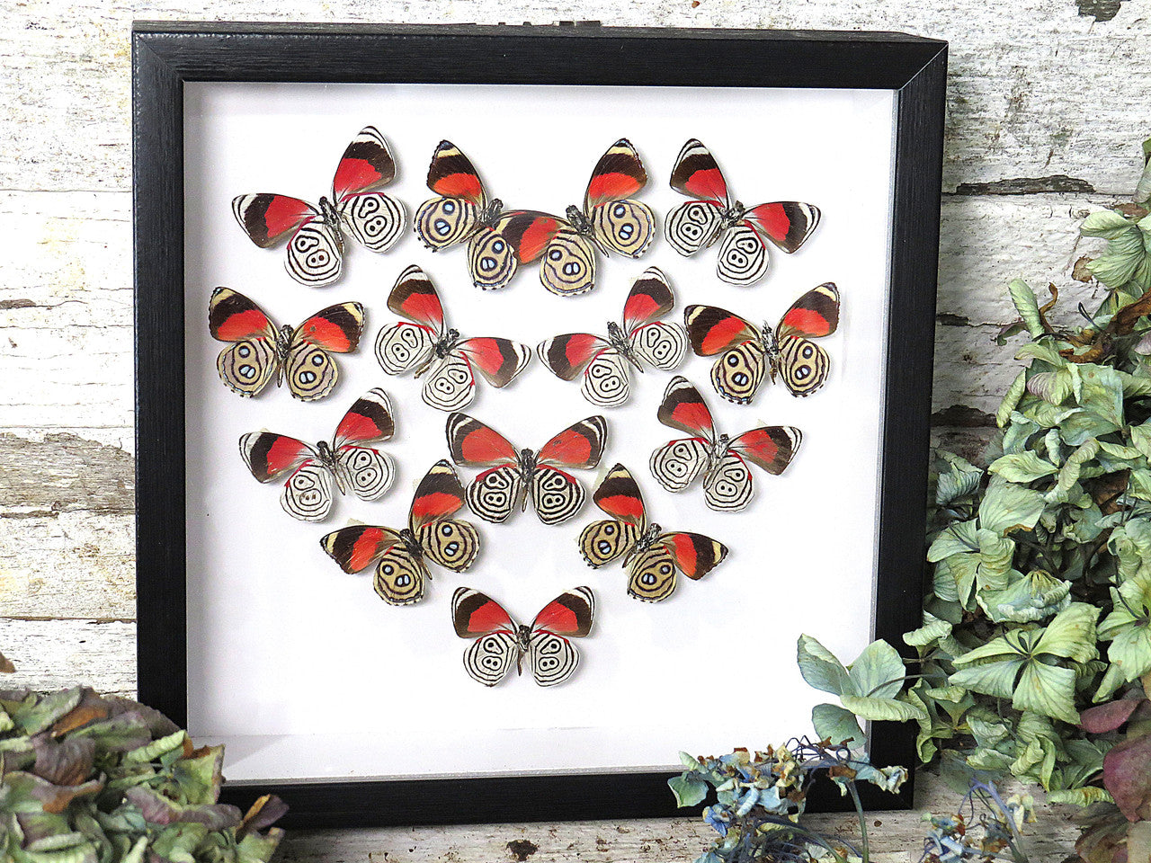 callicore butterfly 