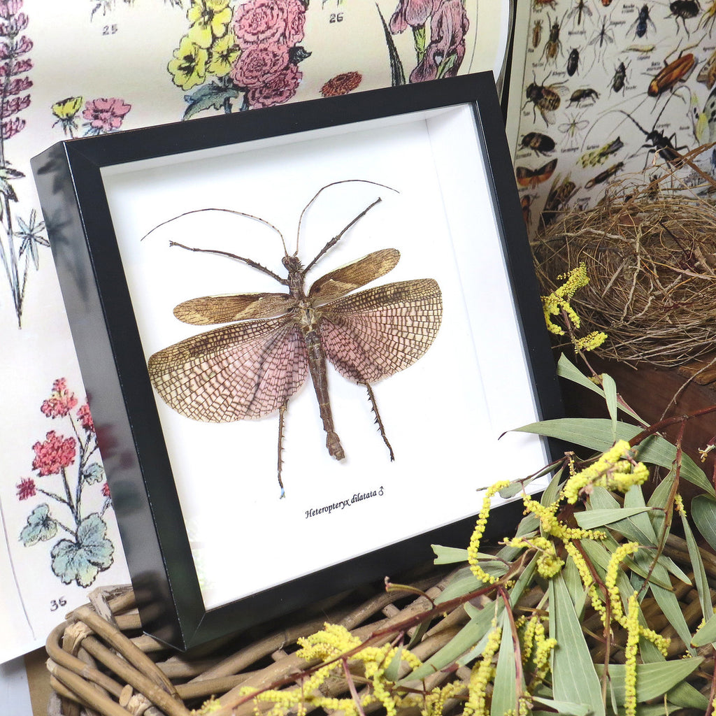 Heteropteryx dilitata 