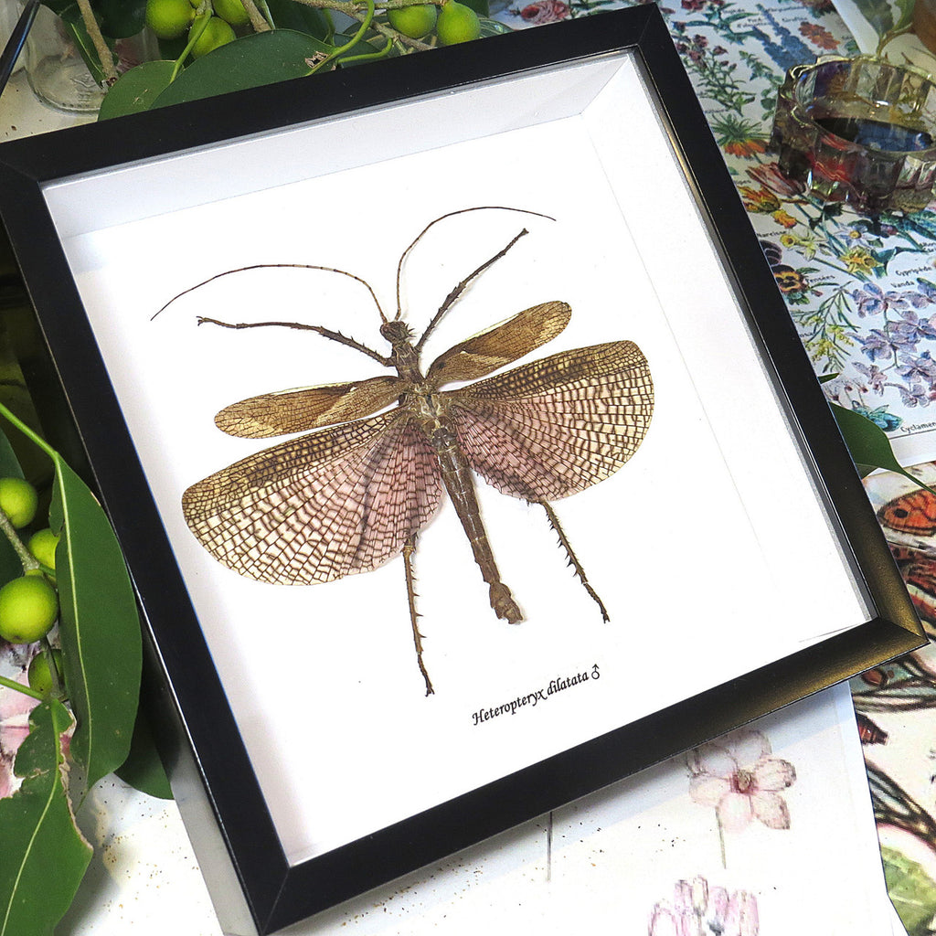 Heteropteryx dilitata male