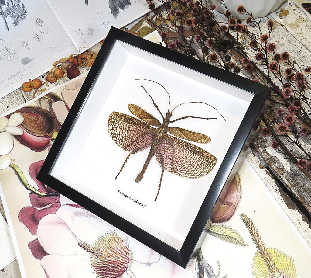 Heteropteryx dilitata 