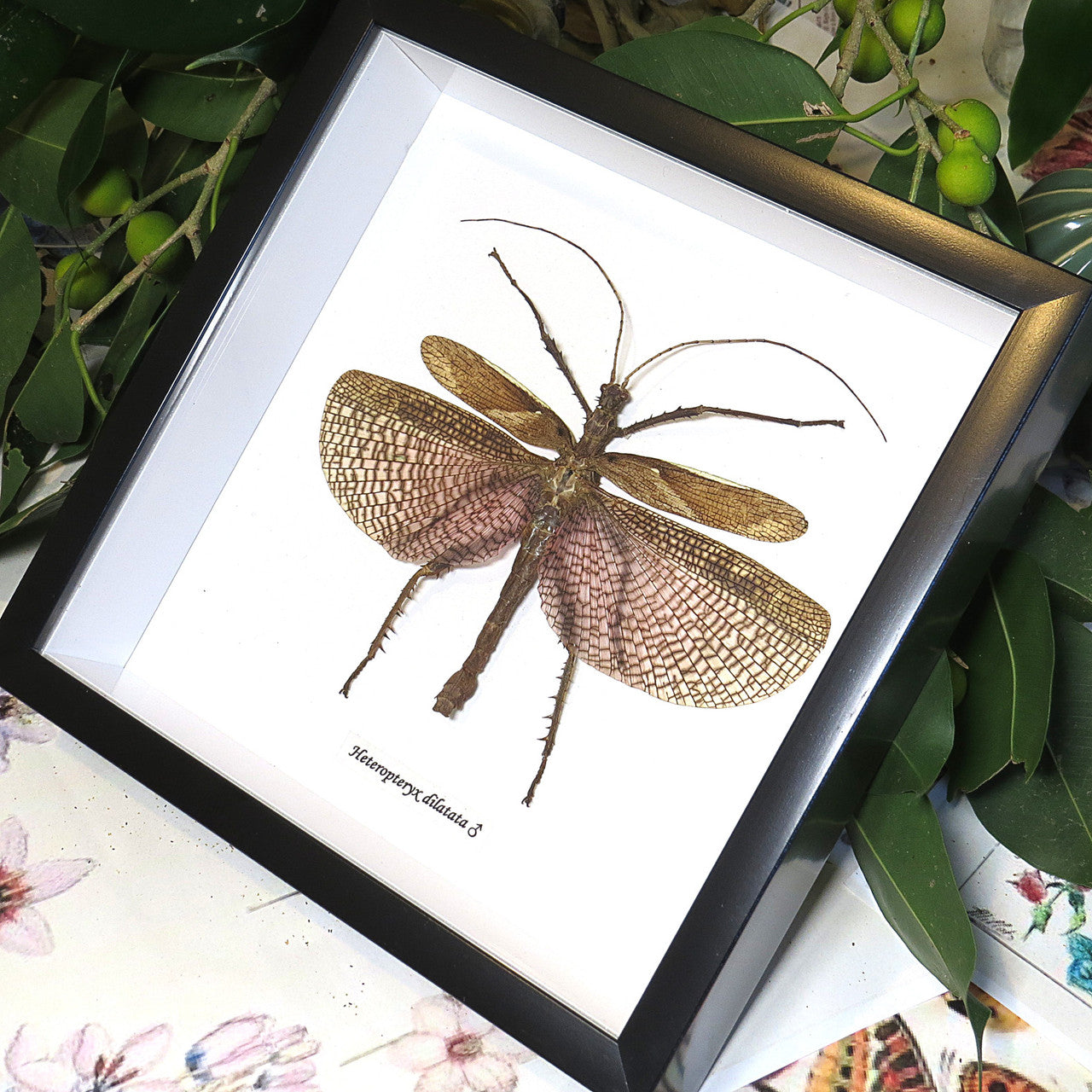 Heteropteryx dilitata 