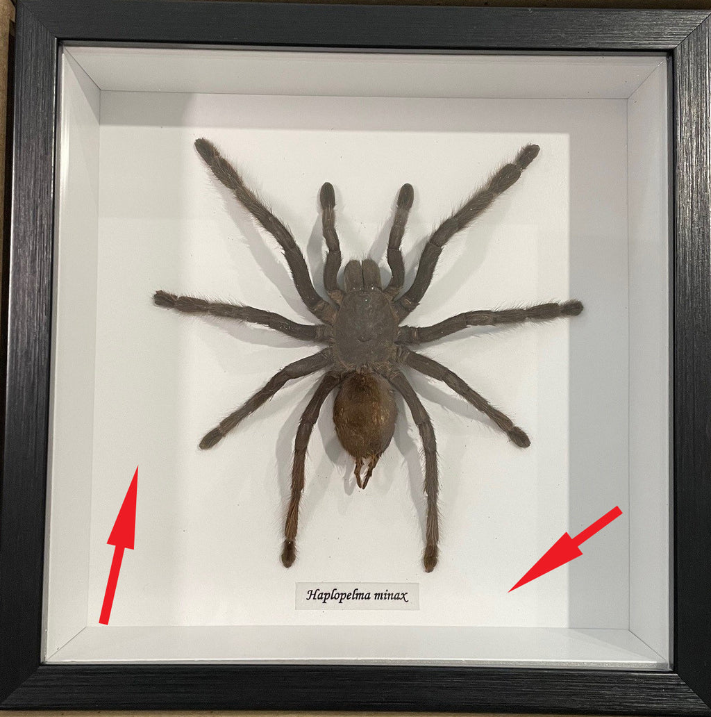 Haplopelma minax # 44 ( special )