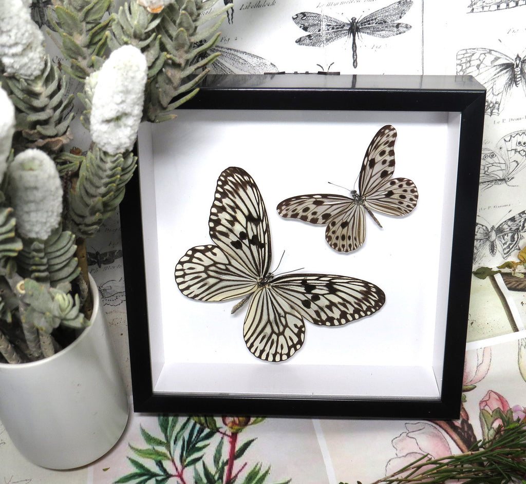Idea idea + Ideopsis gaura perakana