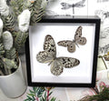 Idea idea + Ideopsis gaura perakana