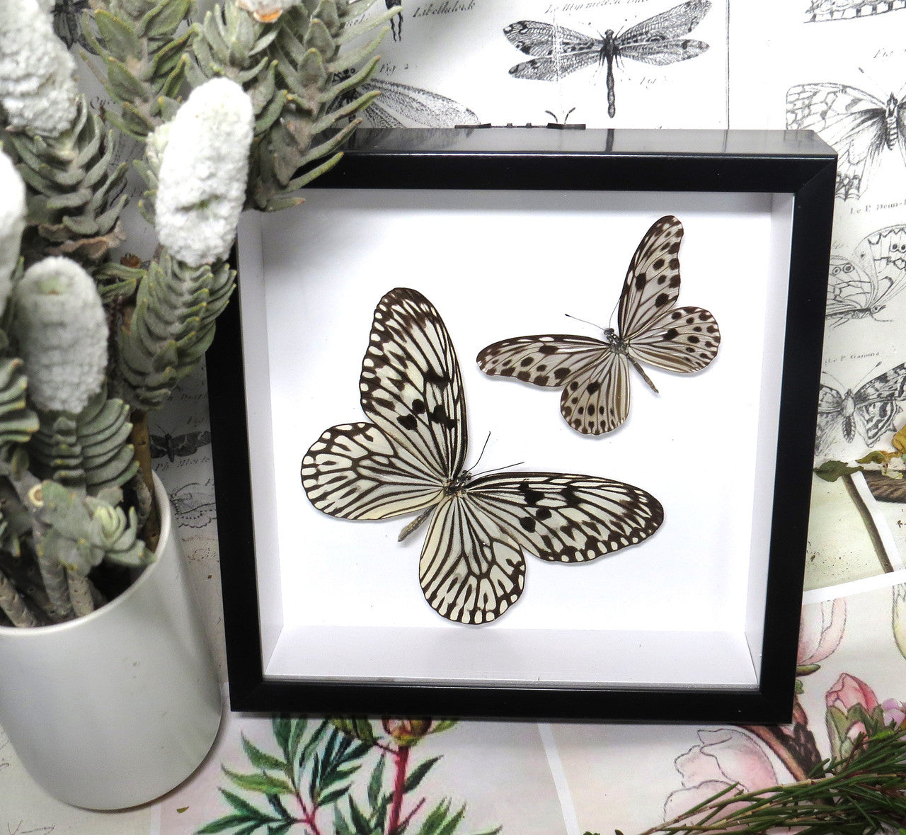 Idea idea + Ideopsis gaura perakana