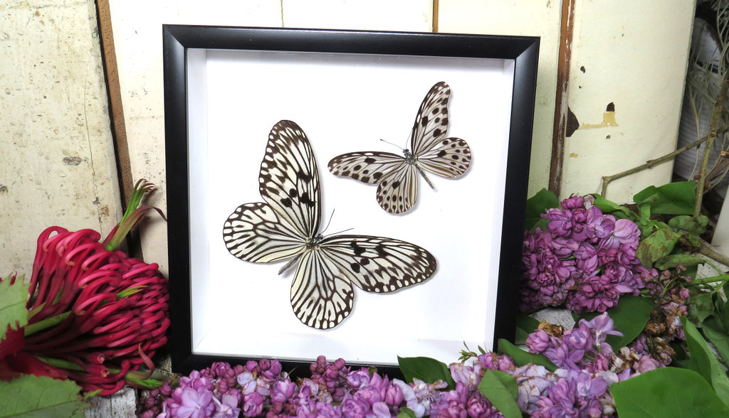 Idea idea + Ideopsis gaura perakana