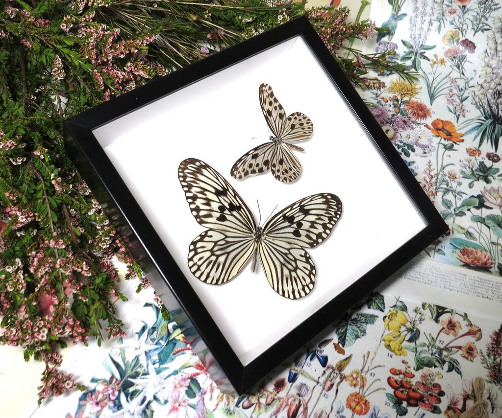 Idea idea + Ideopsis gaura perakana
