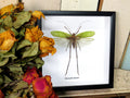 Macrocyrtis corporalis