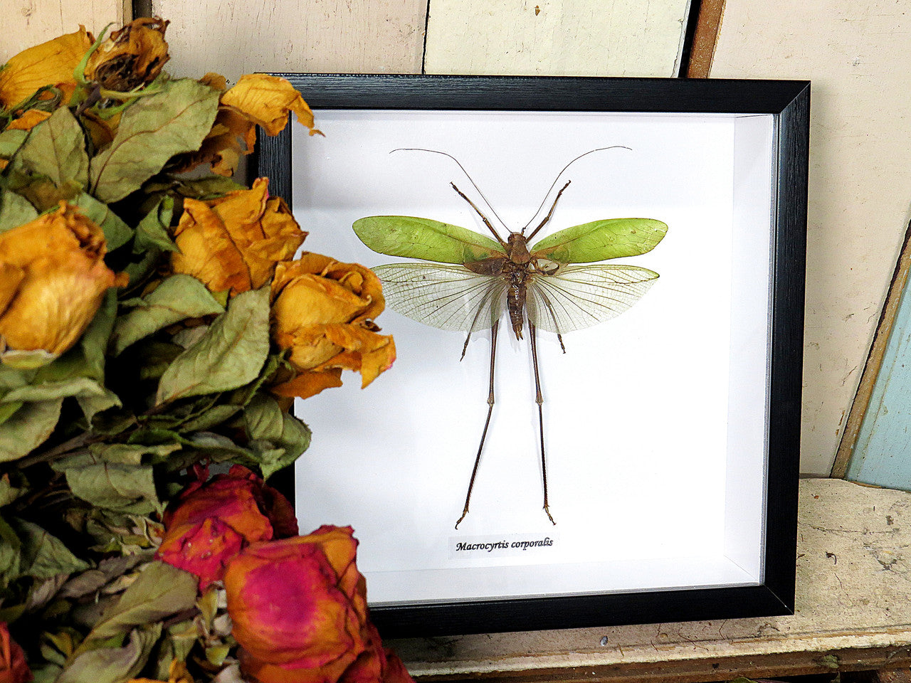 Macrocyrtis corporalis