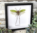 Macrocyrtis corporalis
