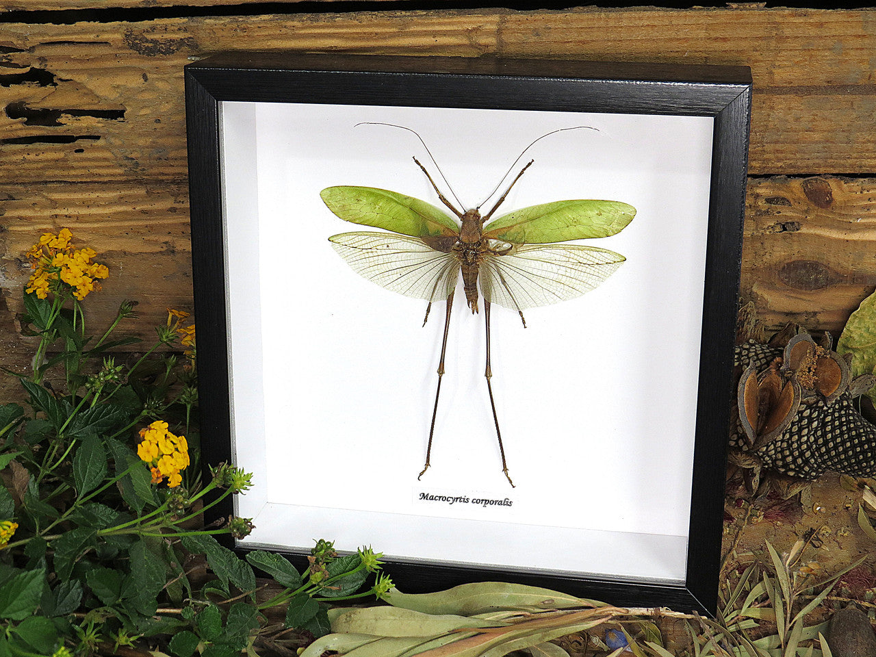 Macrocyrtis corporalis