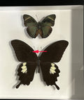 Papilio fuscus + Euphaedra