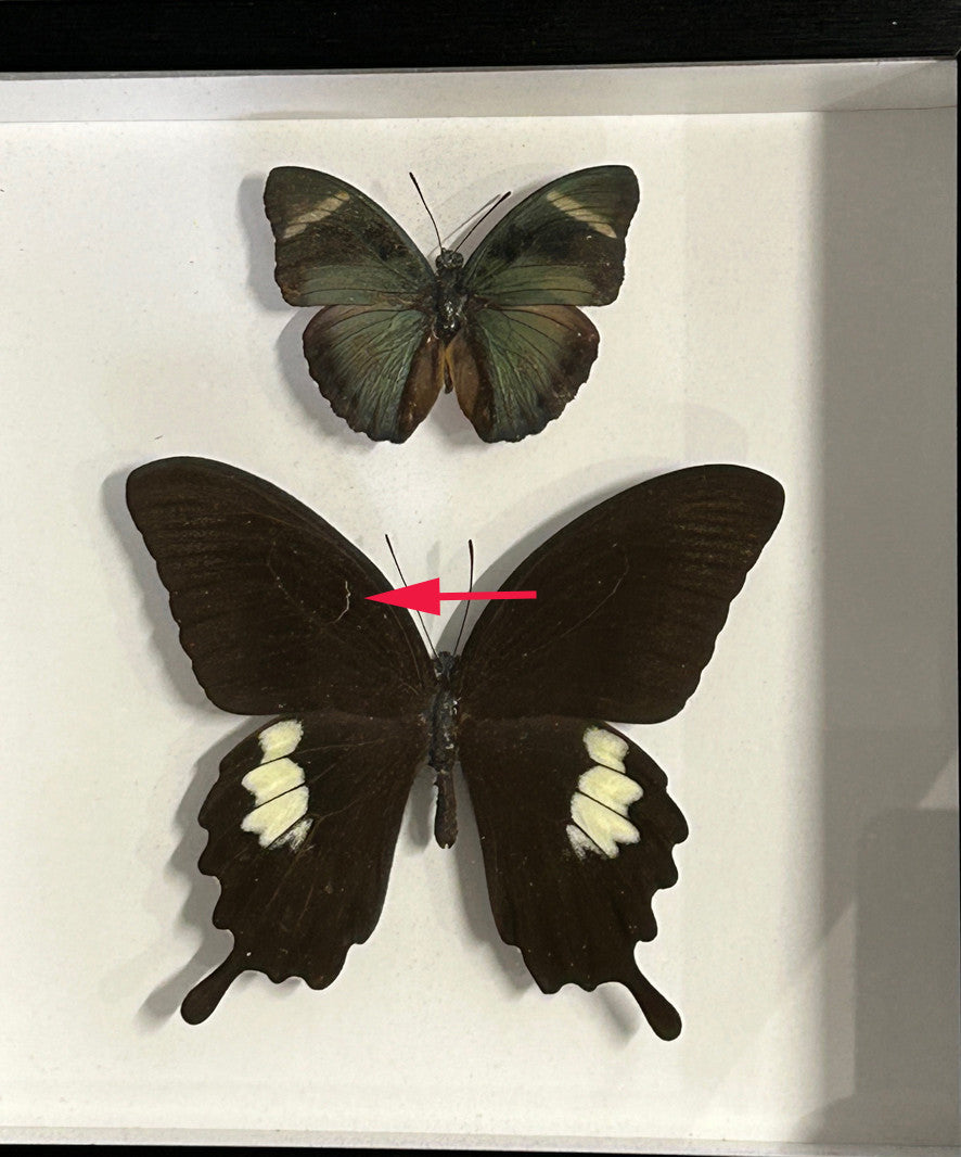 Papilio fuscus + Euphaedra