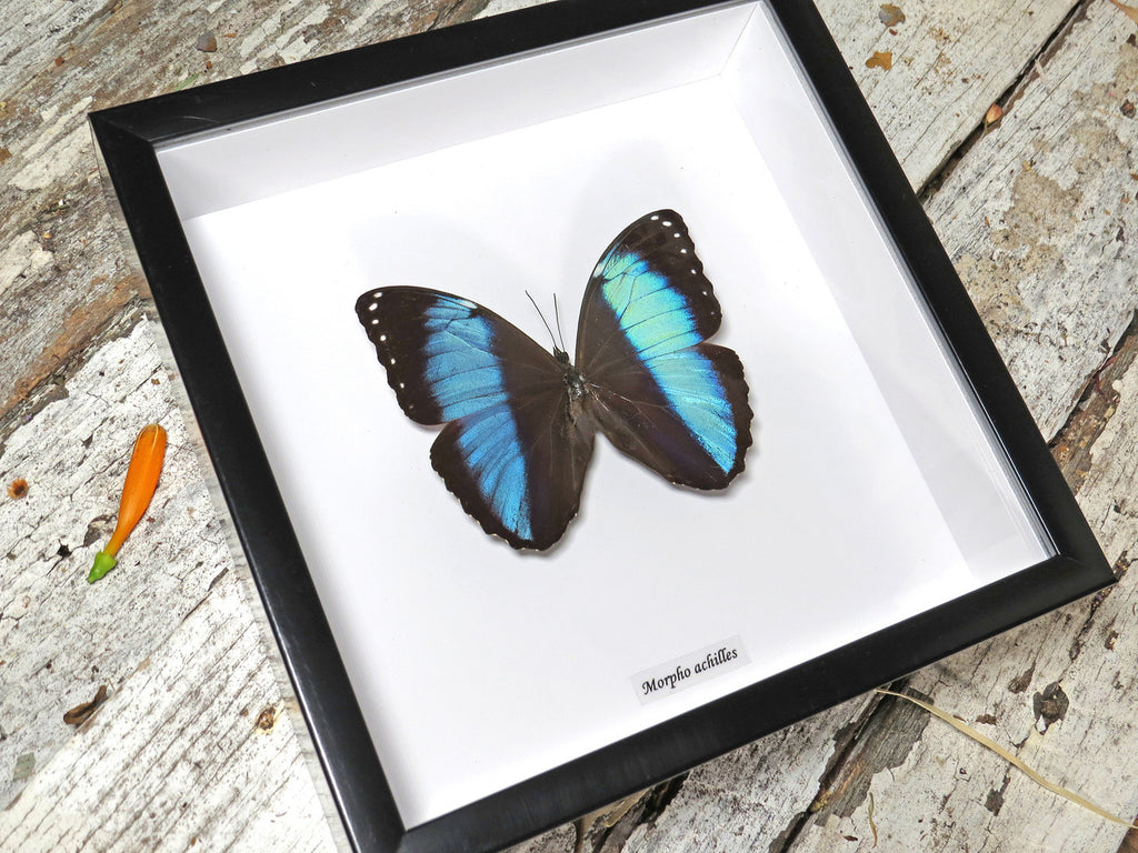 Morpho achilles