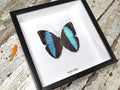 Morpho achilles