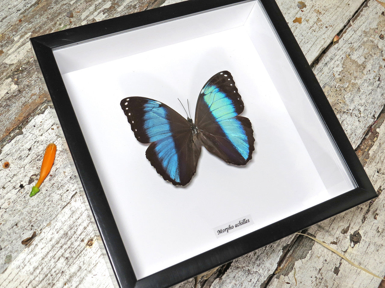 Morpho achilles