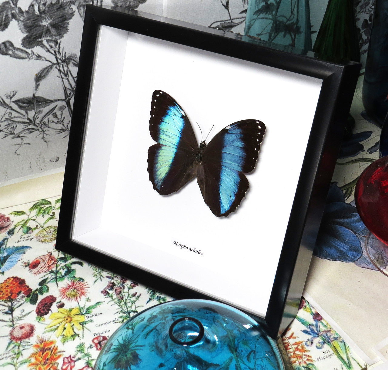 Morpho achilles