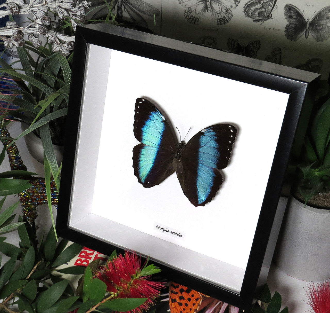 Morpho achilles