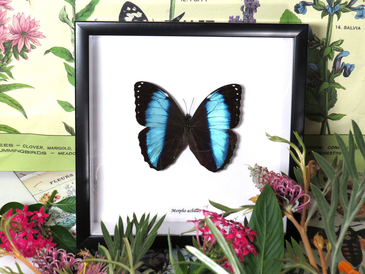 Morpho achilles
