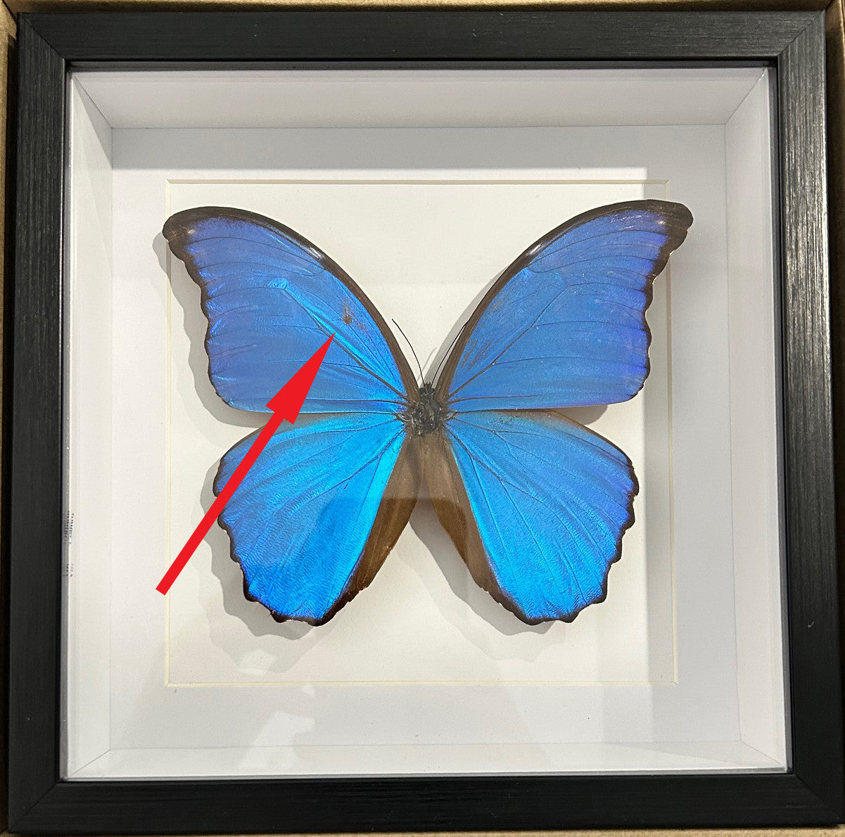 Morpho amathonte matt # V2  ( special )