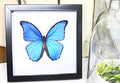 Morpho amathonte matt