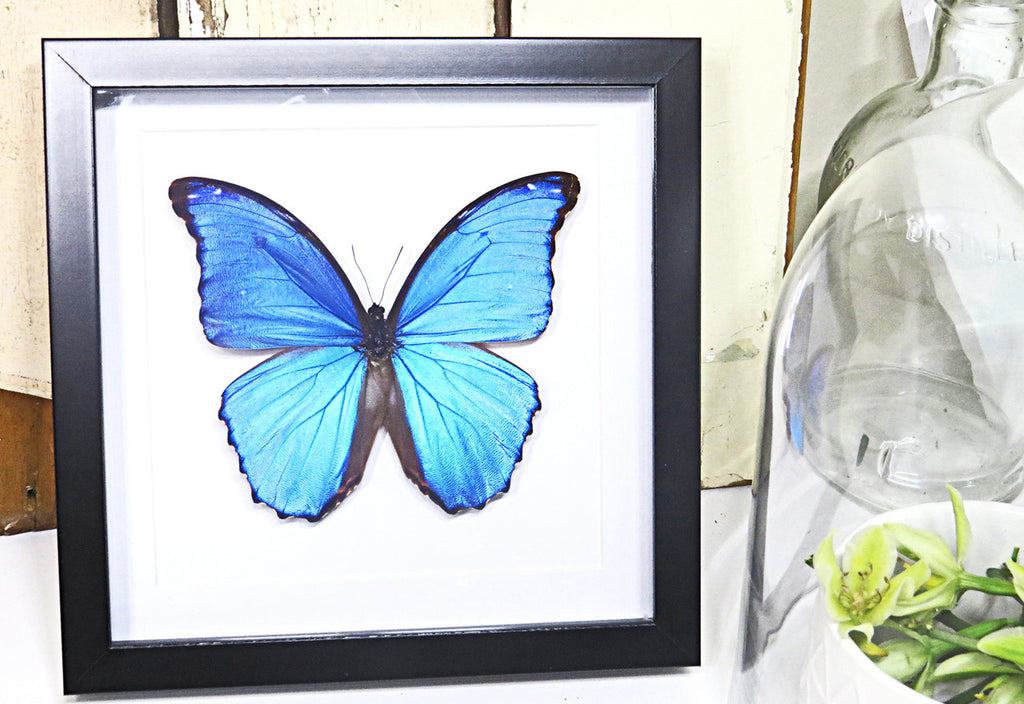 Morpho amathonte