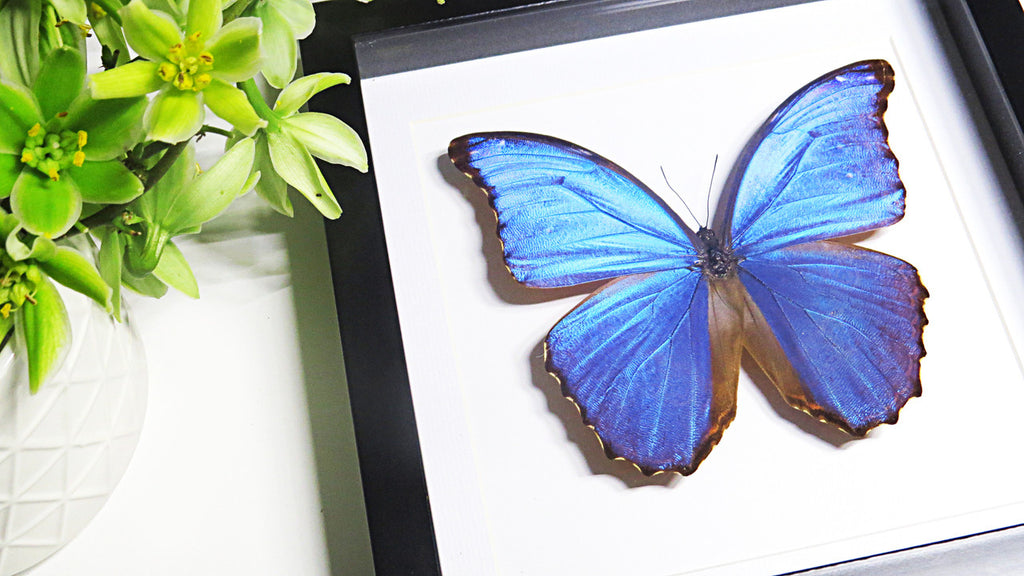 Morpho amathonte matt