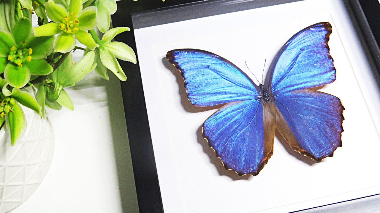 Morpho amathonte matt