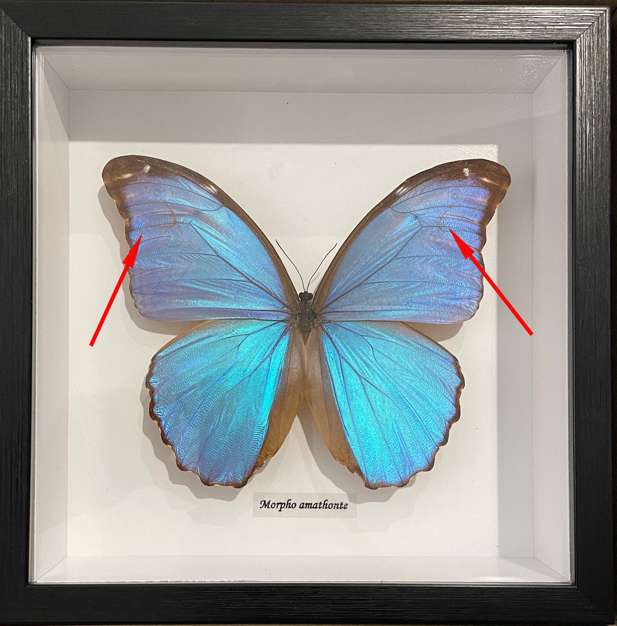 Morpho amathonte  # 77 ( special )