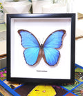 home decor design taxidermy butterfly for sale Morpho amathonte Bits & Bugs