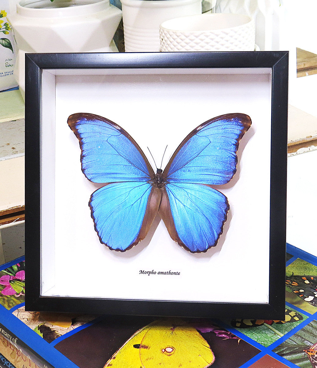 home decor design taxidermy butterfly for sale Morpho amathonte Bits & Bugs