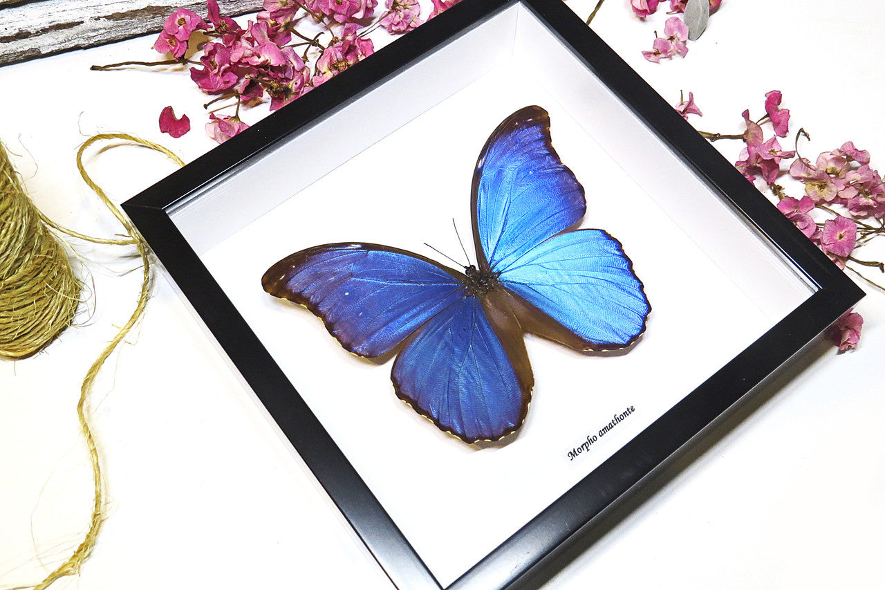 home decor design taxidermy butterfly for sale Morpho amathonte Bits & Bugs