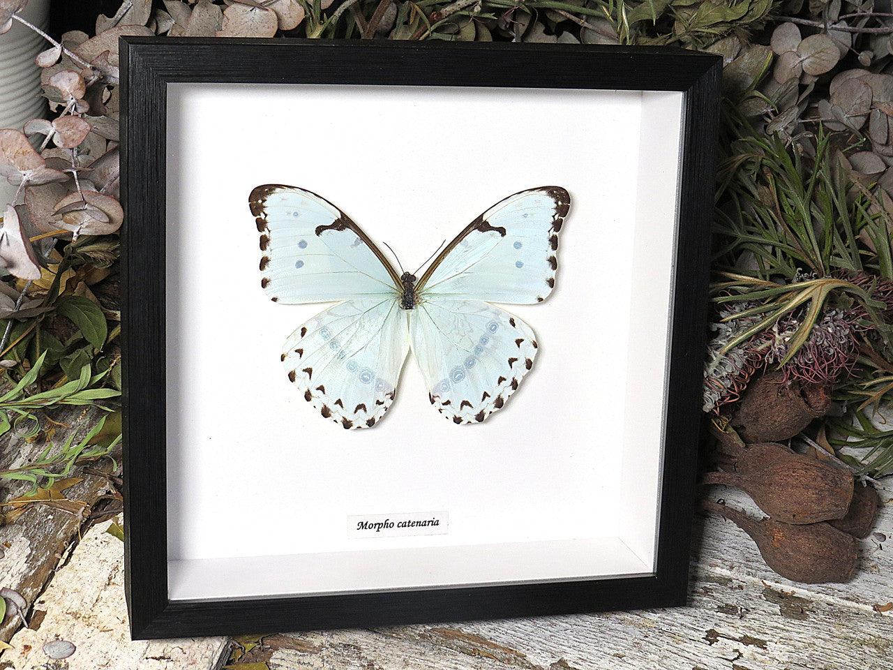 Morpho catenaria
