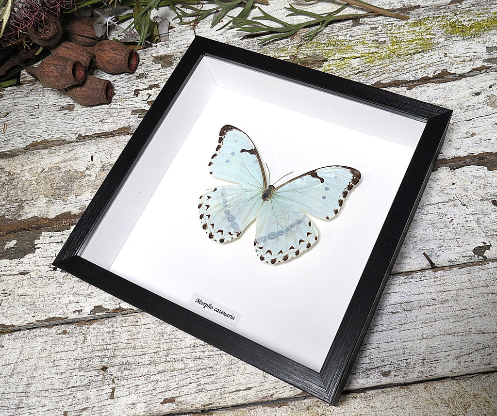 Morpho catenaria