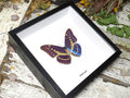  Morpho cypris 