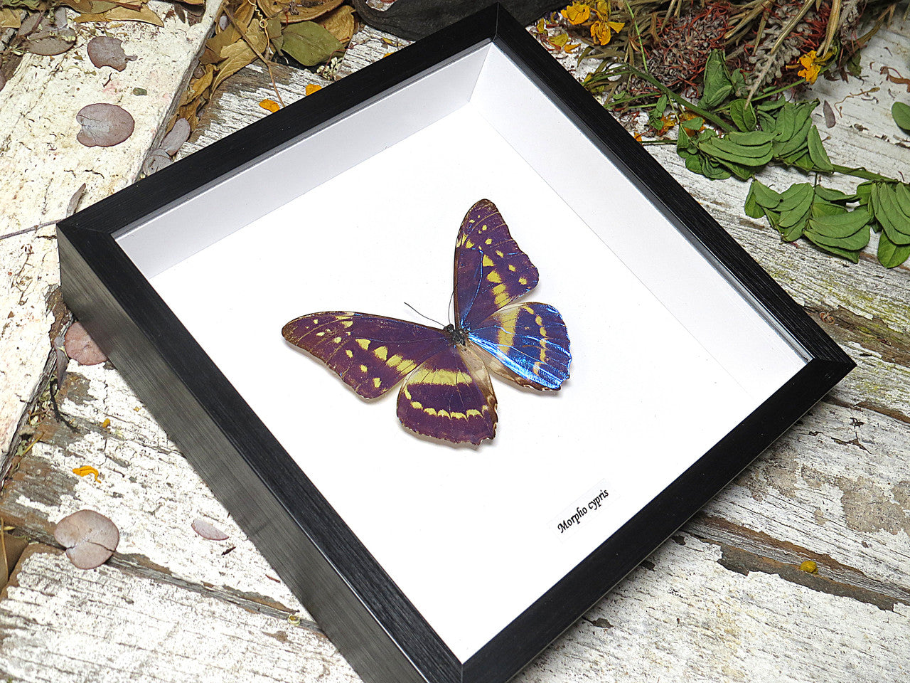  Morpho cypris 