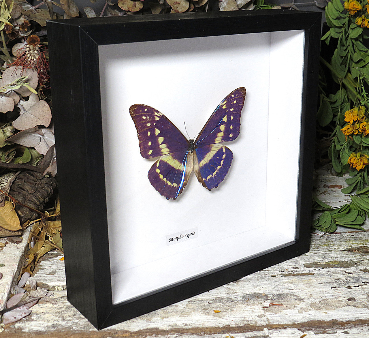  Morpho cypris 