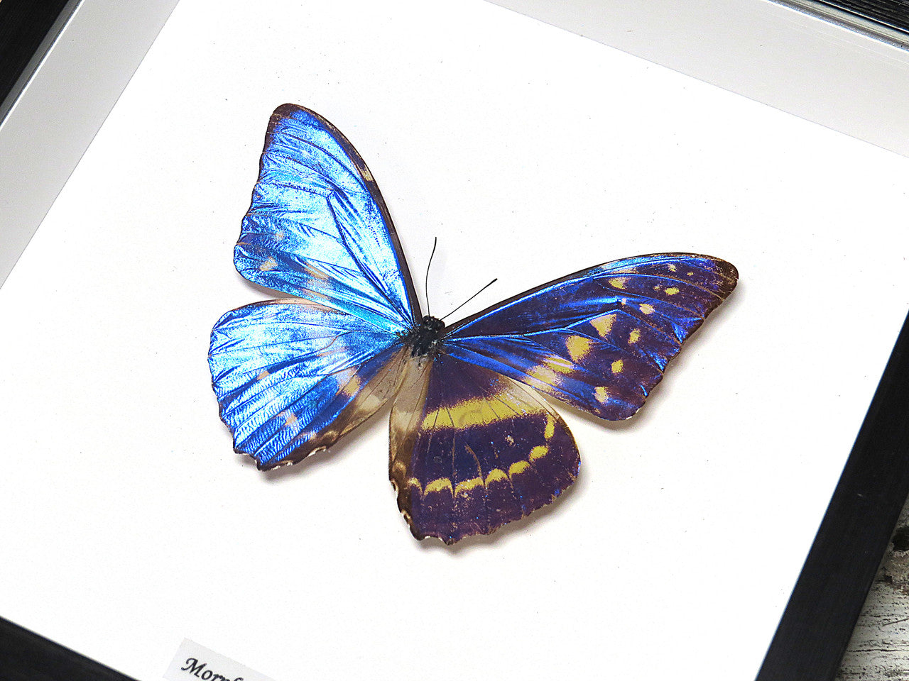  Morpho cypris 