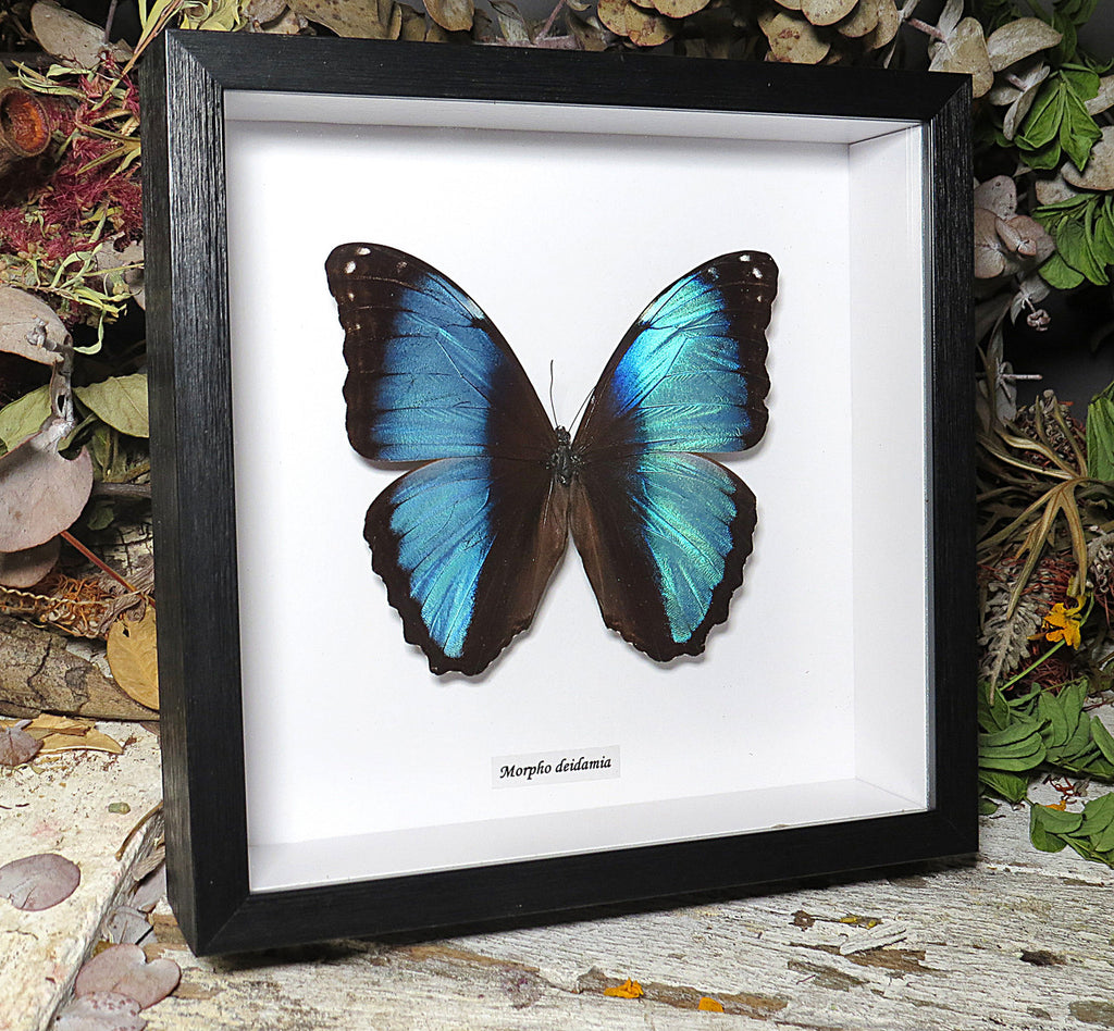 Morpho diedama male