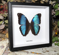 Morpho diedama male