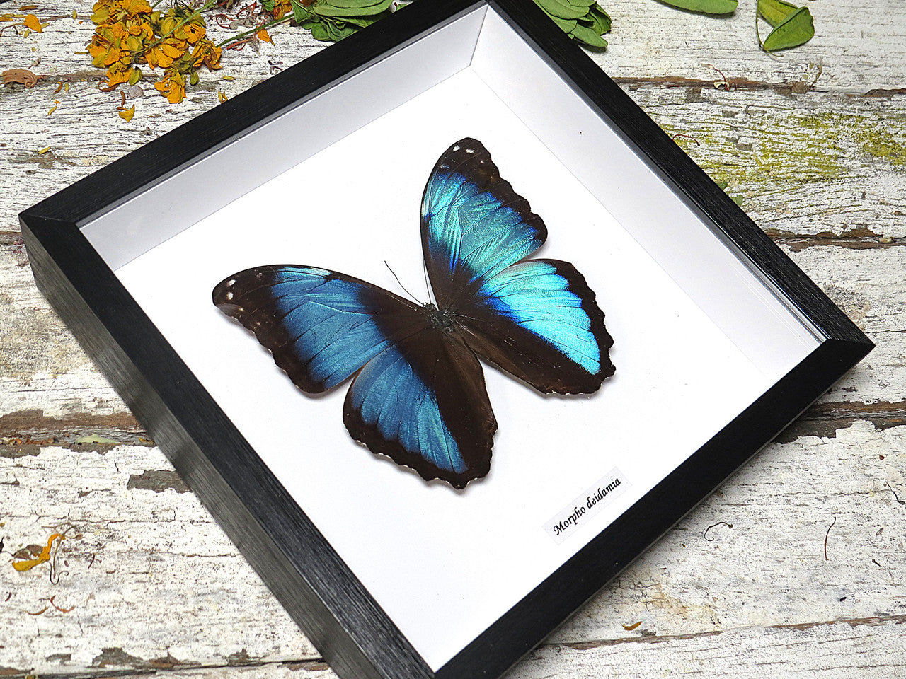 Morpho diedama male