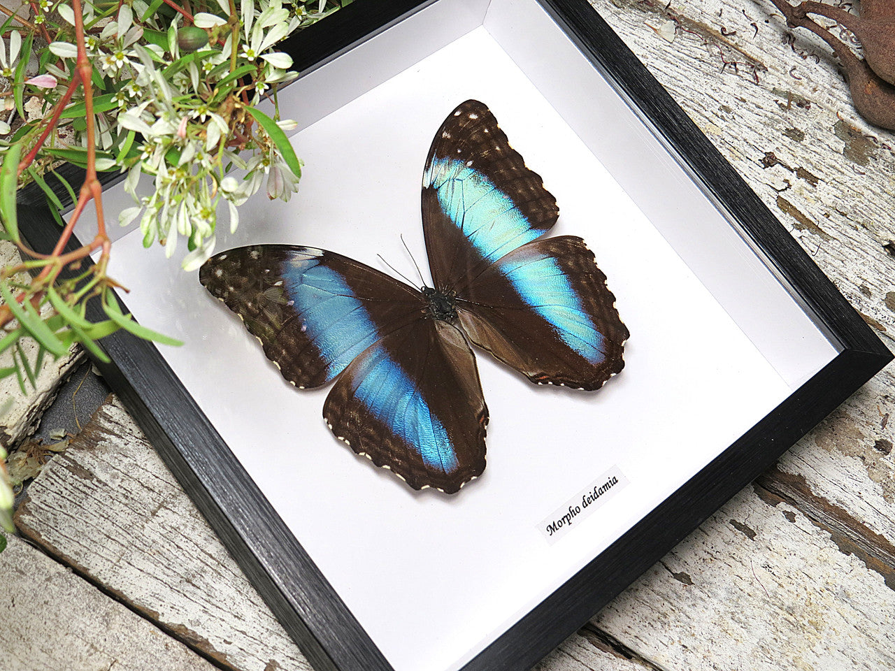 Morpho diedama 