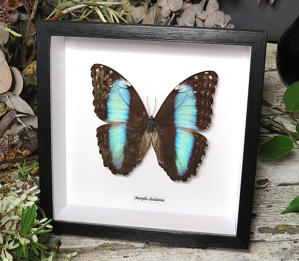 Morpho diedama 