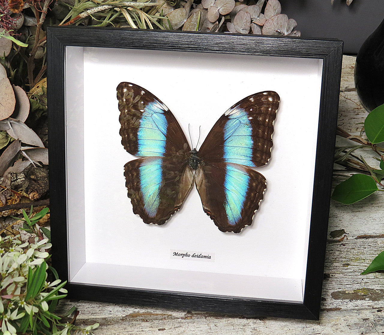 Morpho diedama 