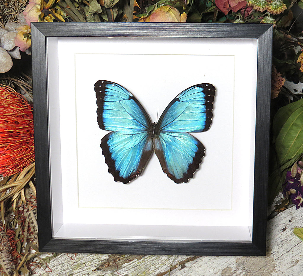 Morpho helenor carillensis # 66 ( special )