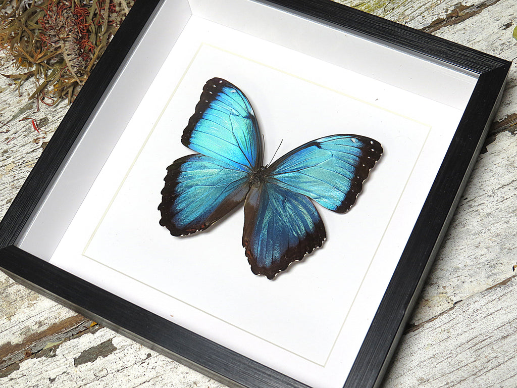 Morpho helenor carillensis